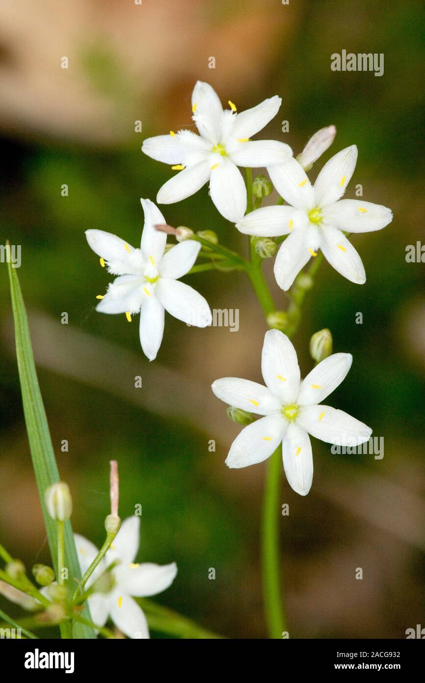 Flowers of Kerry Lily (Simethis planifolia) which is a very rare plant ...