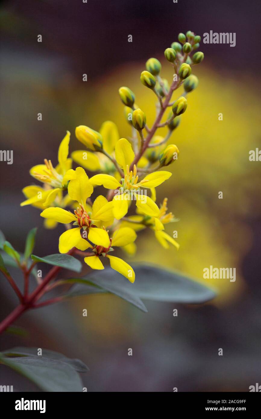 Flowers of Galphimia glauca Stock Photo - Alamy