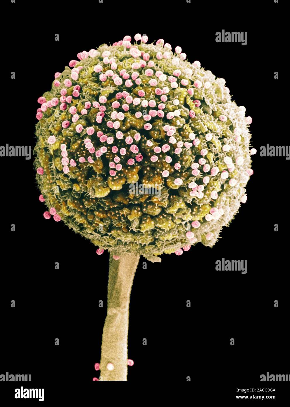 Bread mould. Coloured scanning electron micrograph (SEM) of a sporangium of a bread mould