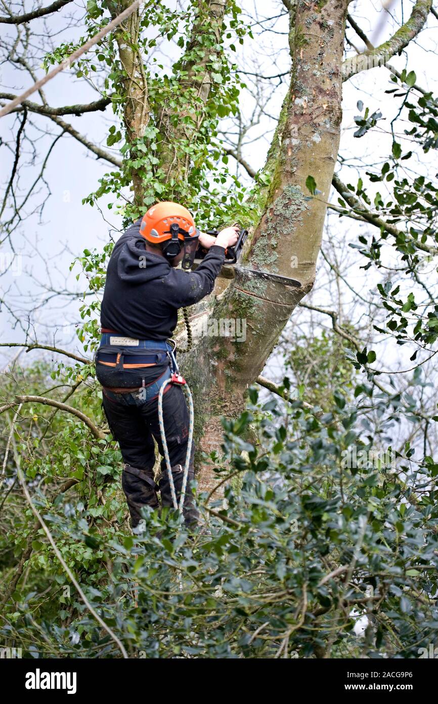 Tree pruning. Tree surgeon in a harness up a tree, using a chainsaw to ...