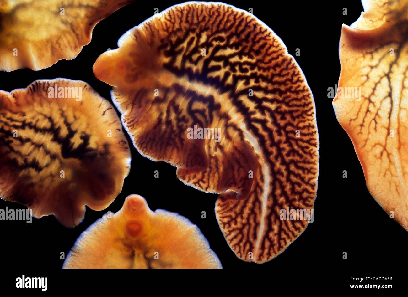 Liver flukes. Macro photograph of adult liver flukes (Fasciola hepatica