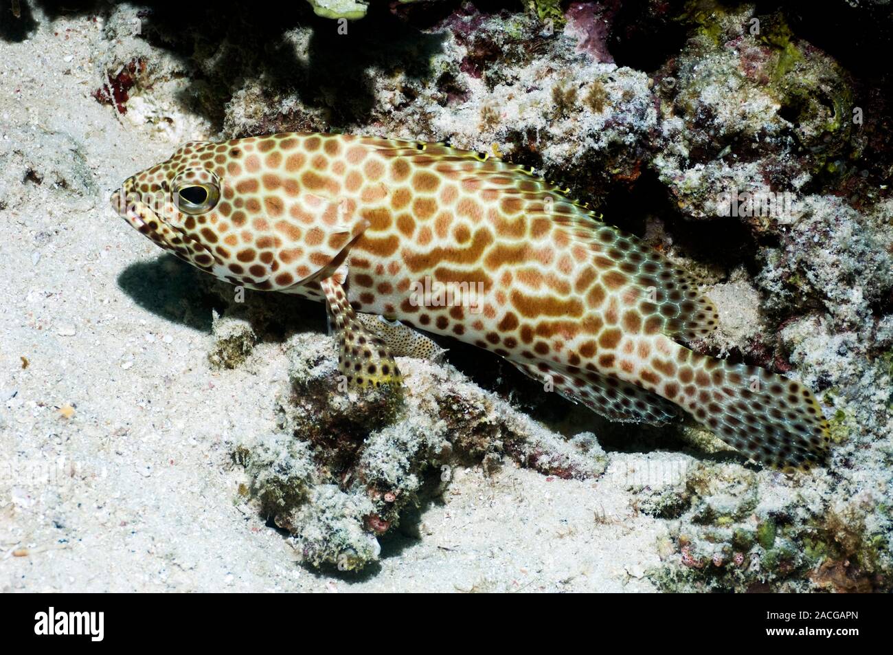Honeycomb grouper (Epinephelus merra). This fish can reach 28 centimetres in length. It has characteristic round to hexagonal brown spots on its body. Stock Photo