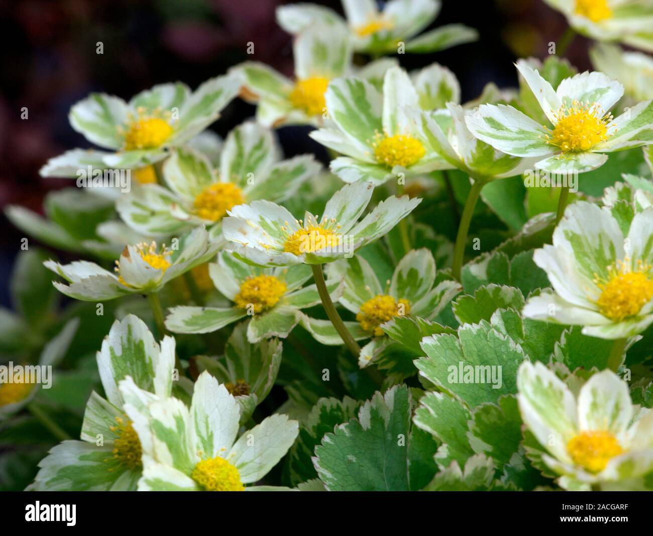 Flowers of Hacquetia epipactis 'Variegata'. Stock Photo