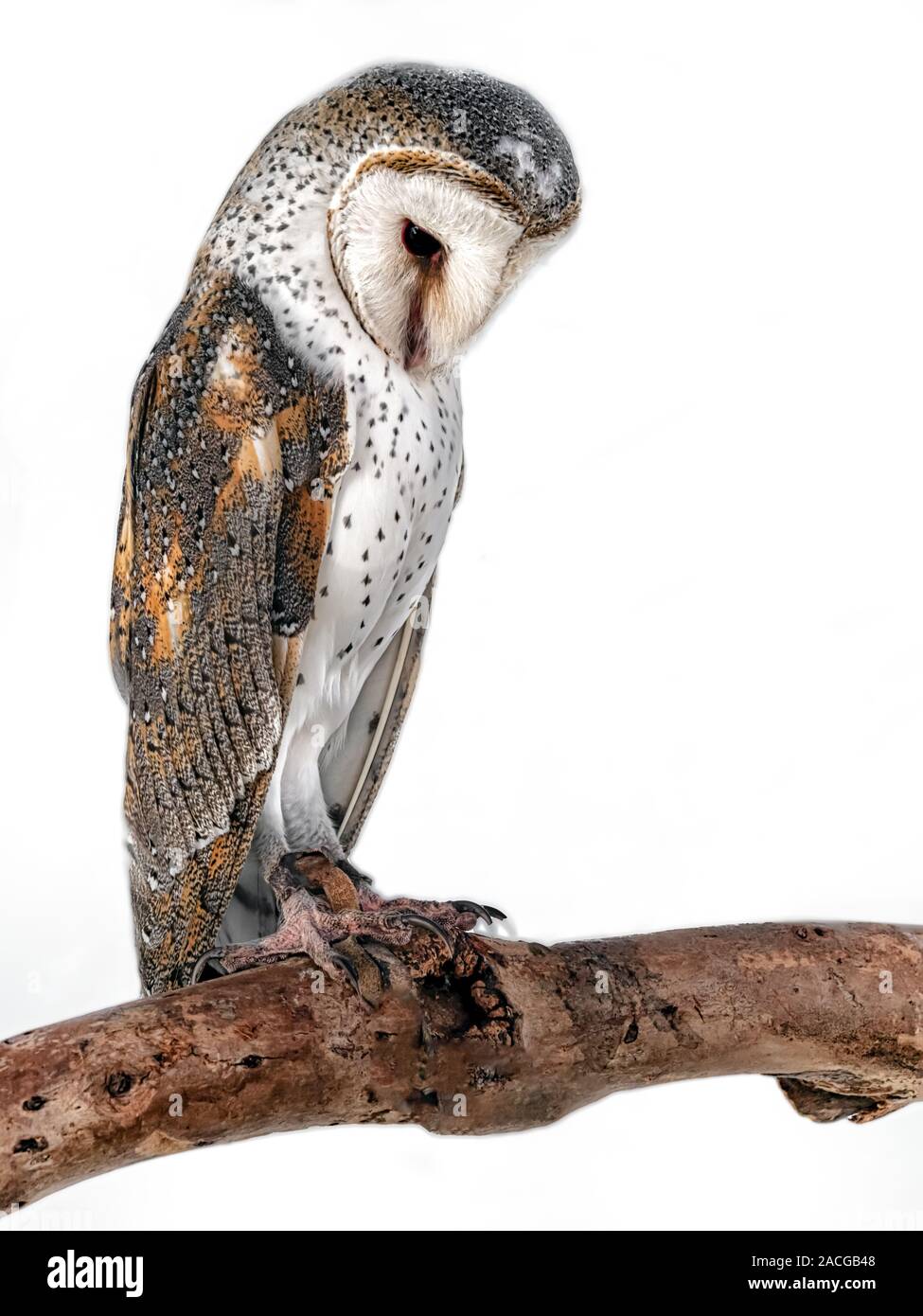 Barn Owl Cut Out Stock Images Pictures Alamy