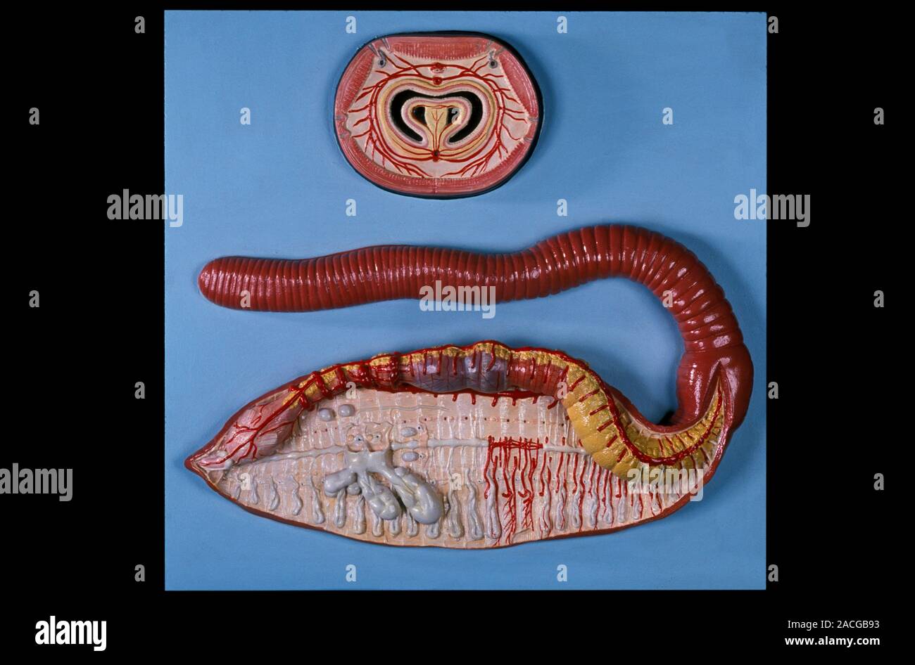 Anatomical model of an earthworm. Resin model of a dissected earthworm