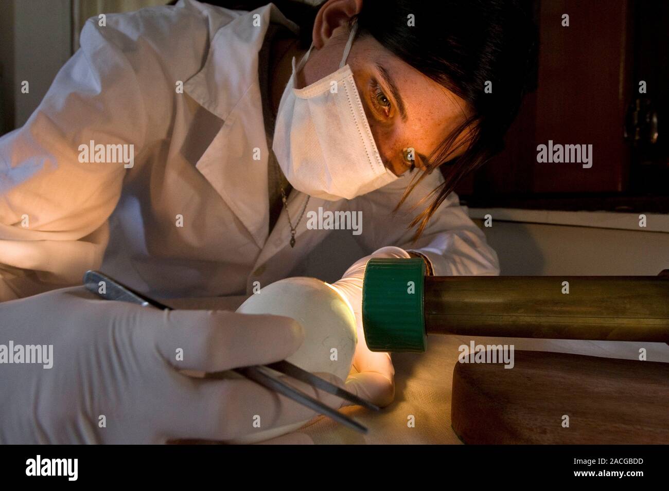 Condor Embryo Andean Condor Conservation Project. Worker using a light to examine the ...