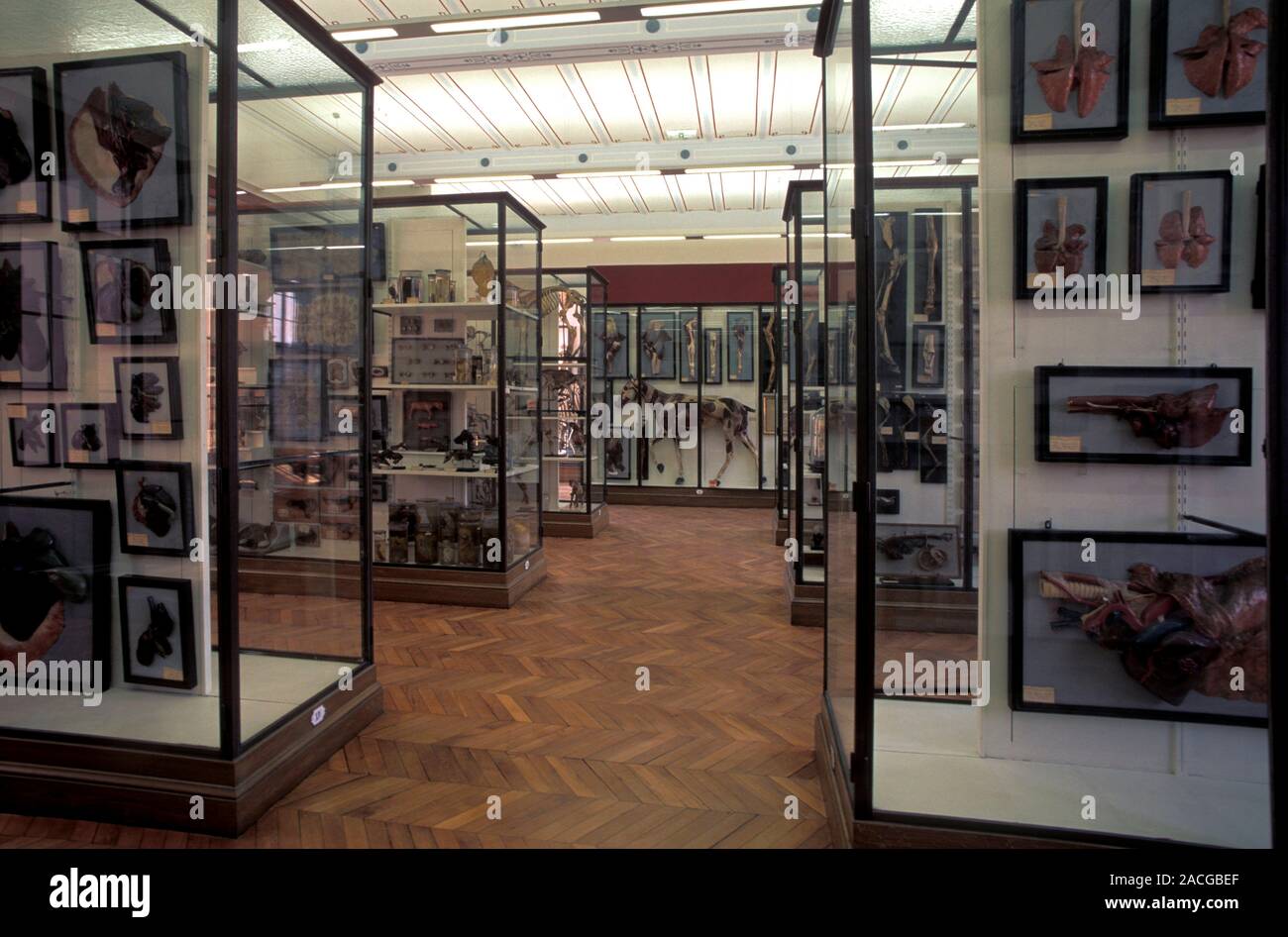 Veterinary museum. Anatomical models on display in the museum of the