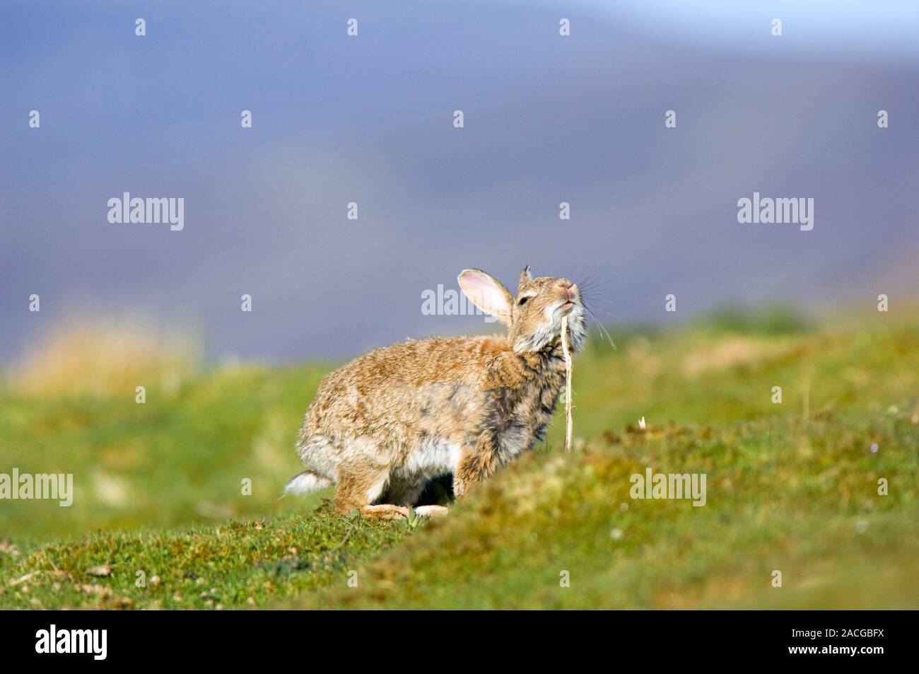 An adult Rabbit (Oryctolagus cuniculus), rubbing his scent on a plant ...