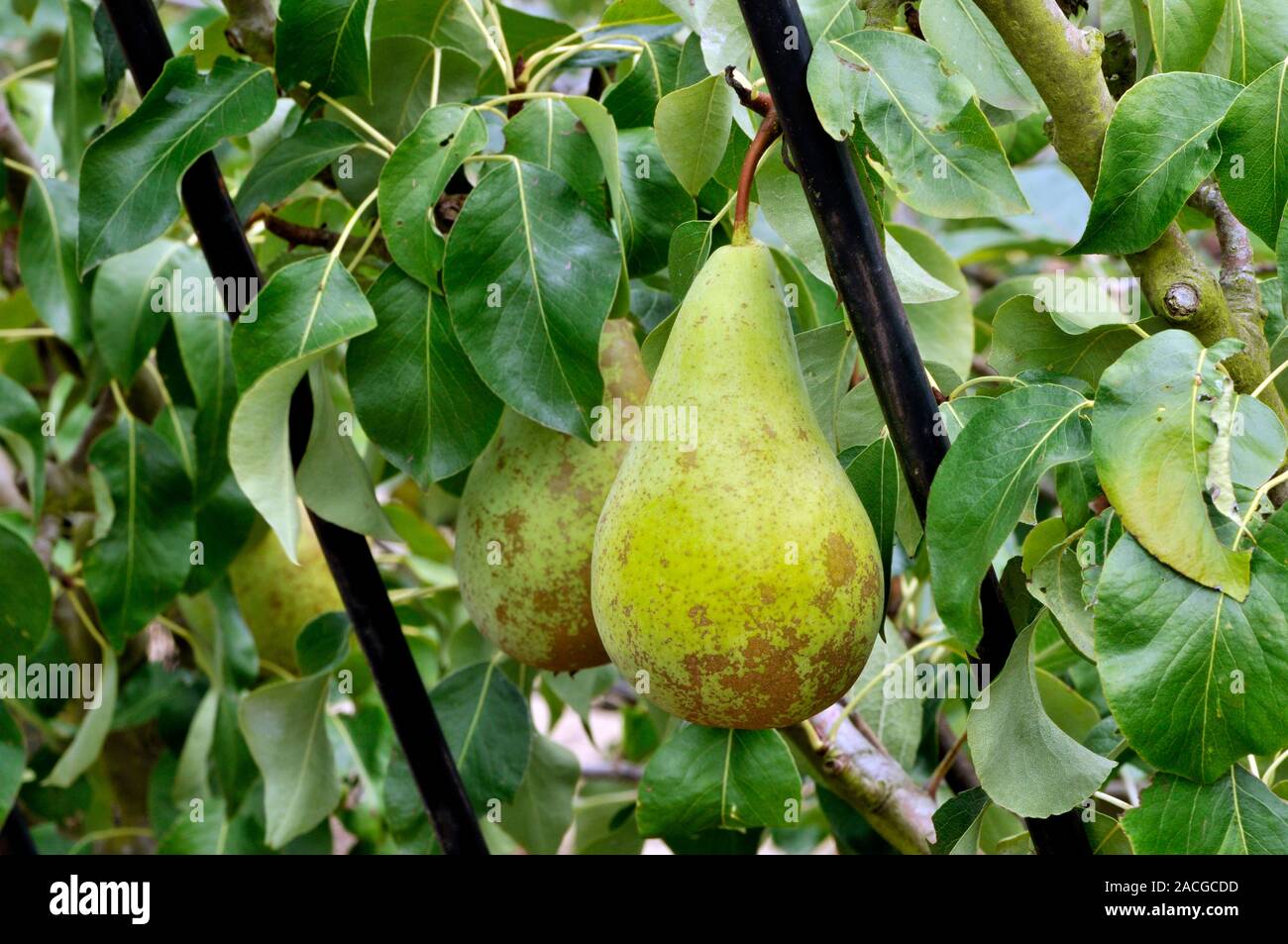 Pear (Pyrus communis 'Conference') trained on a support frame, showing ...