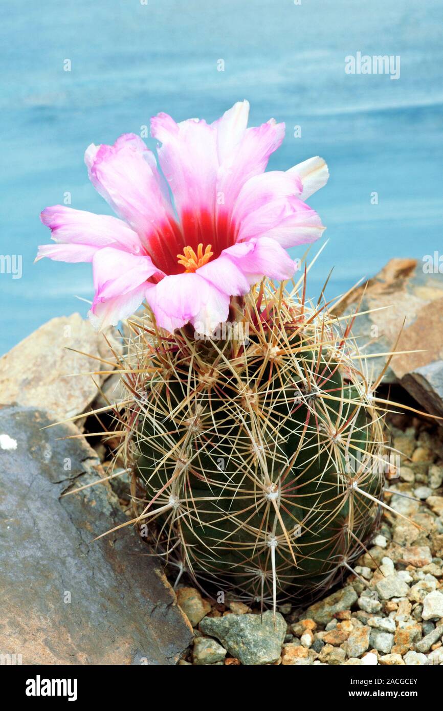 Foliage, spines and flowers of Thelocactus bicolor