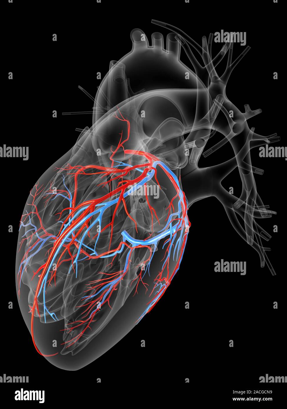 система сосудов сердца. система сосудов сердца. кровеносная система человека сердце. система сосудов сердца. система сосудов сердца.