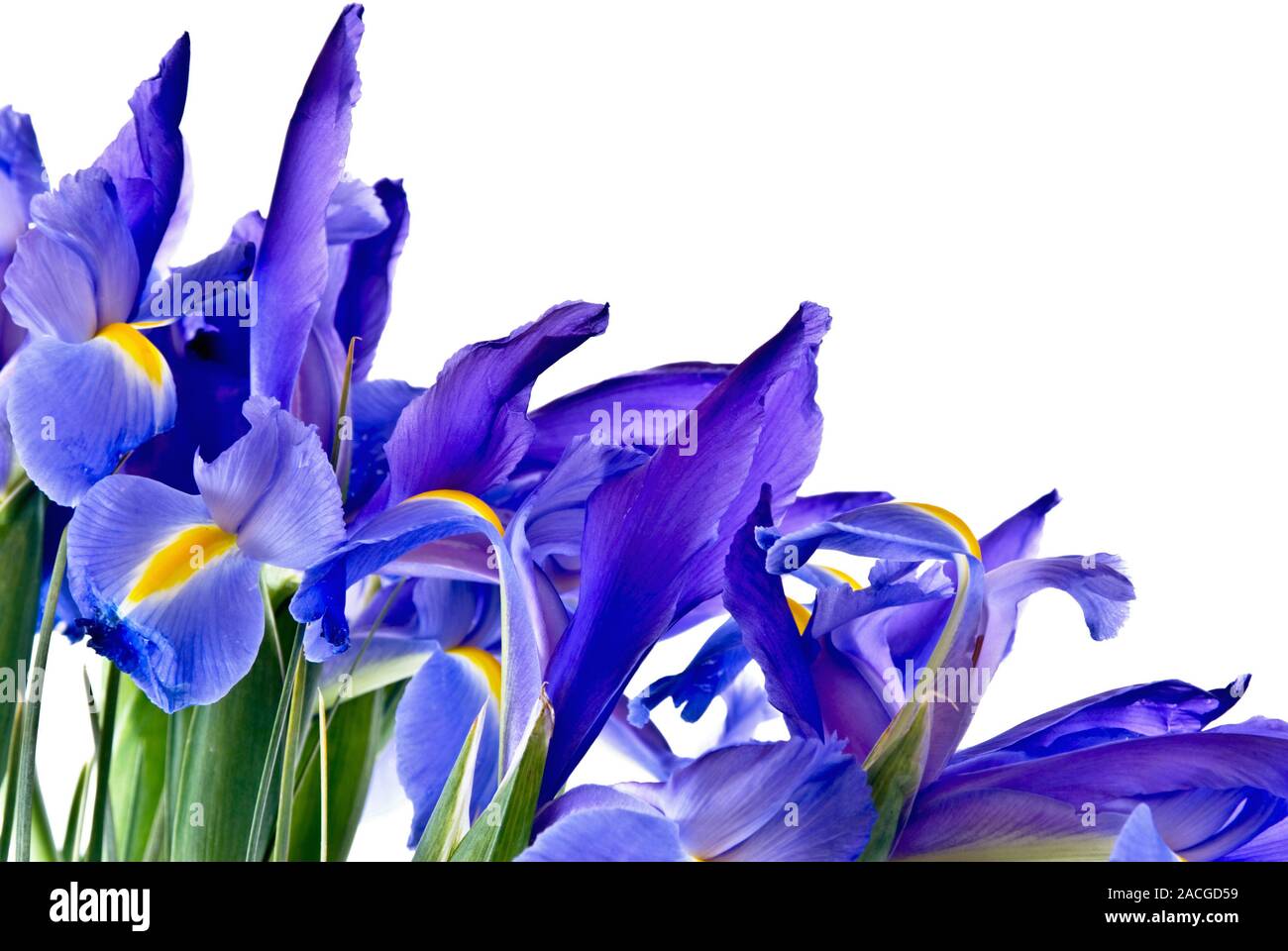 Fresh cut blue flag iris flowers form a border on an isolated ...