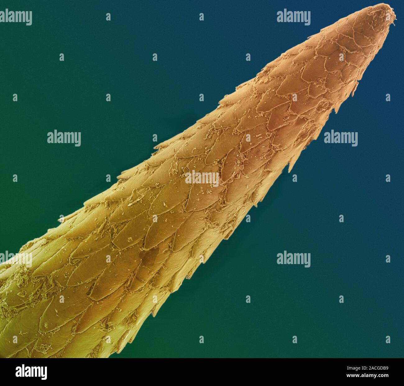 Porcupine quill. Scanning electron micrograph (SEM) of the tip of a