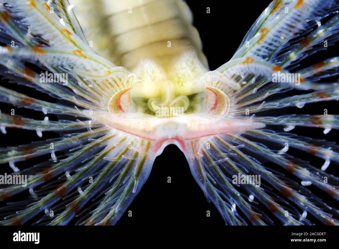 Feather duster worm. Closeup of tentacles surrounding the mouth of the polychaete (marine