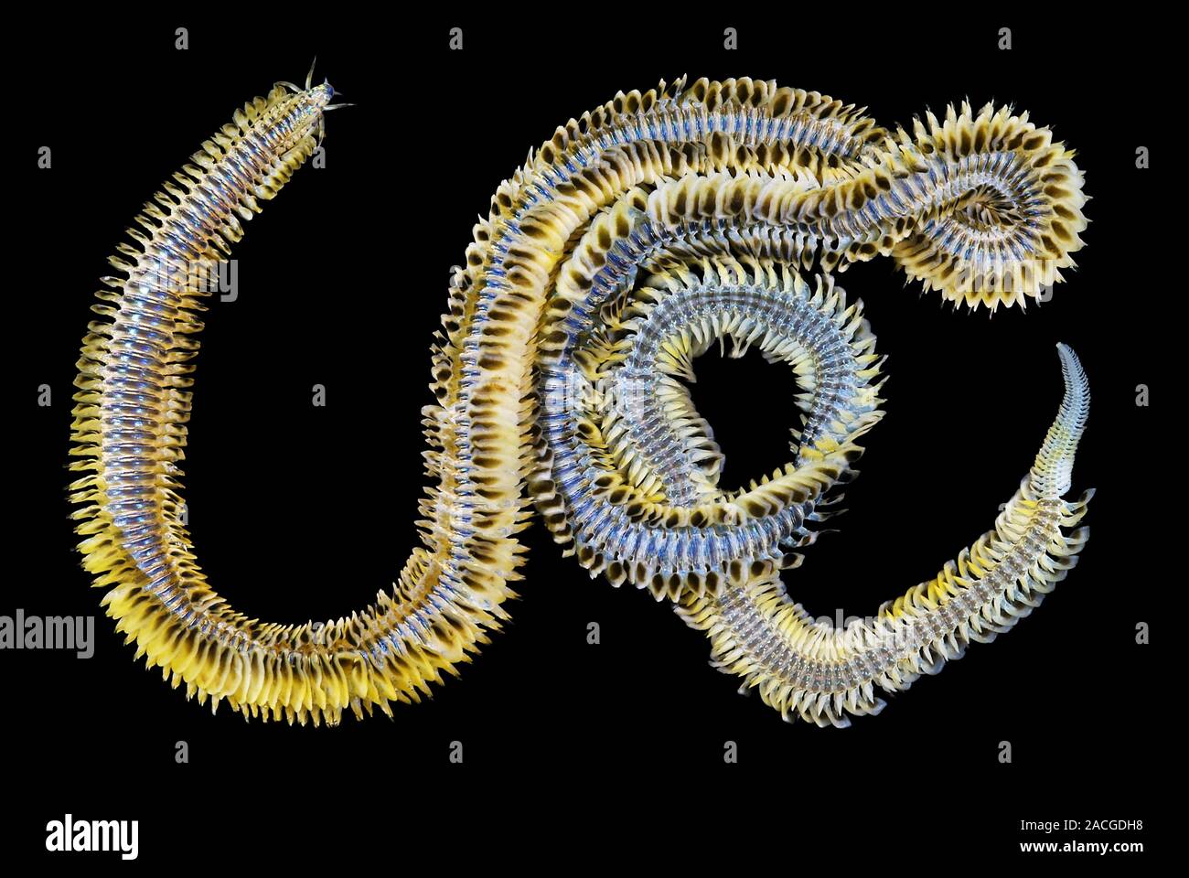 Polychaete marine worm (Phyllodoce groenlandica). Polychaetes are a ...