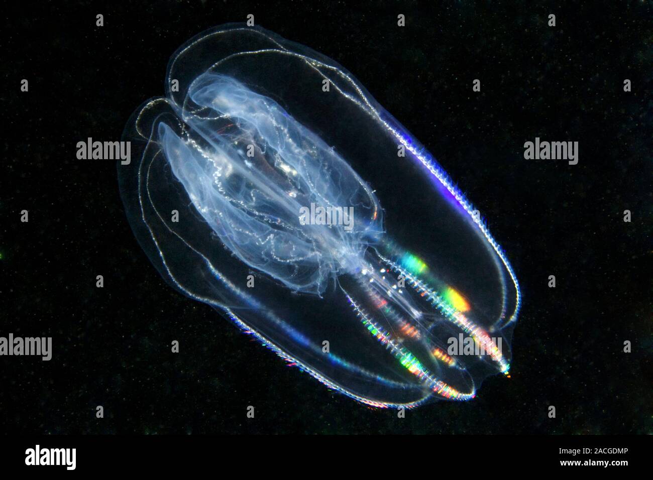 Comb jelly (Bolinopsis infundibulum). Comb jellies (Ctenophores) are
