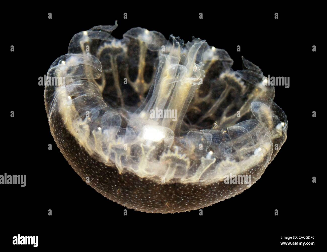 Moon jellyfish. Ephyra medusa of the cnidarian Aurelia aurita. Medusae