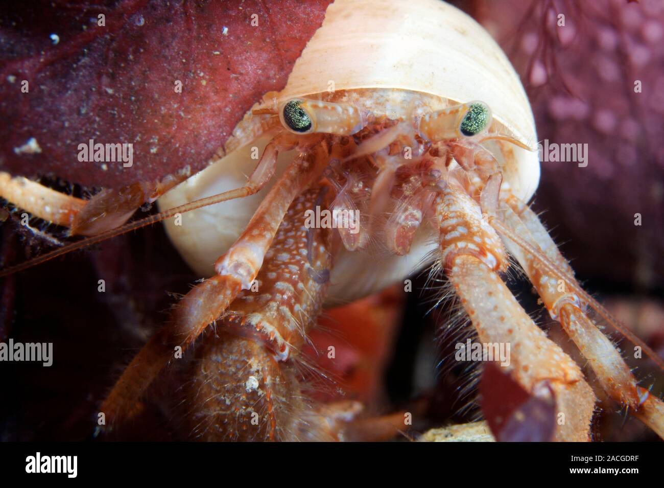 Hermit crabs Closeup of the head of a hermit crab (Pagurus pubescens