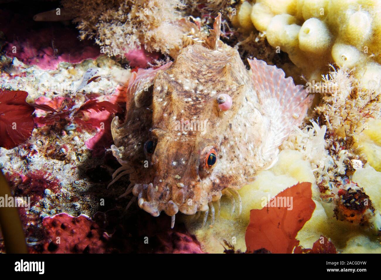 Poacher fish. View of a poacher fish (Agonus cataphractus) from above ...