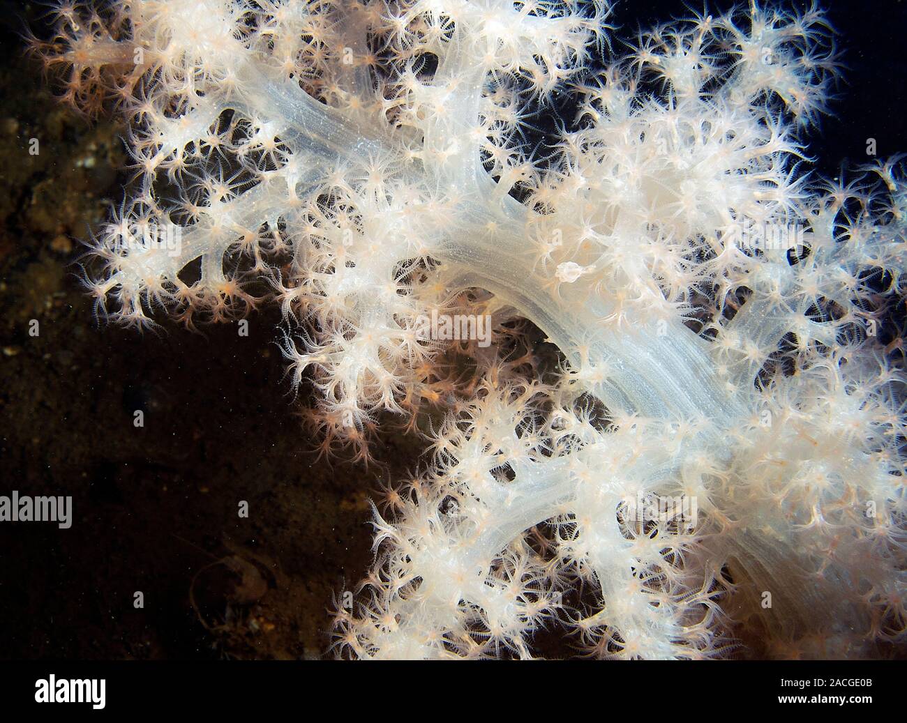 Soft coral (Gersemia fruticosa, white). Unlike other corals, soft