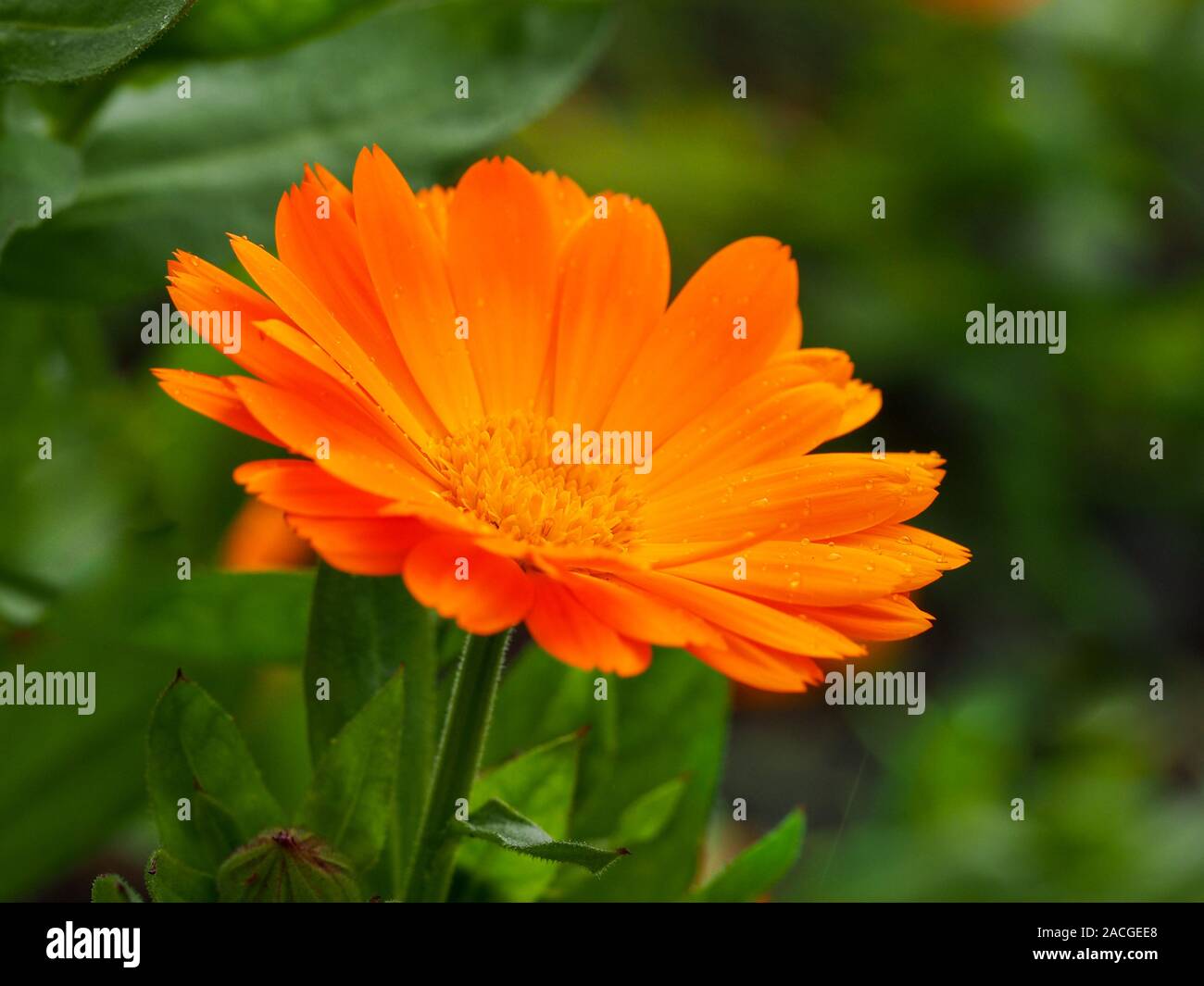 Closeup of a marigold flower, Calendula, with orange petals and green leaves Stock Photo