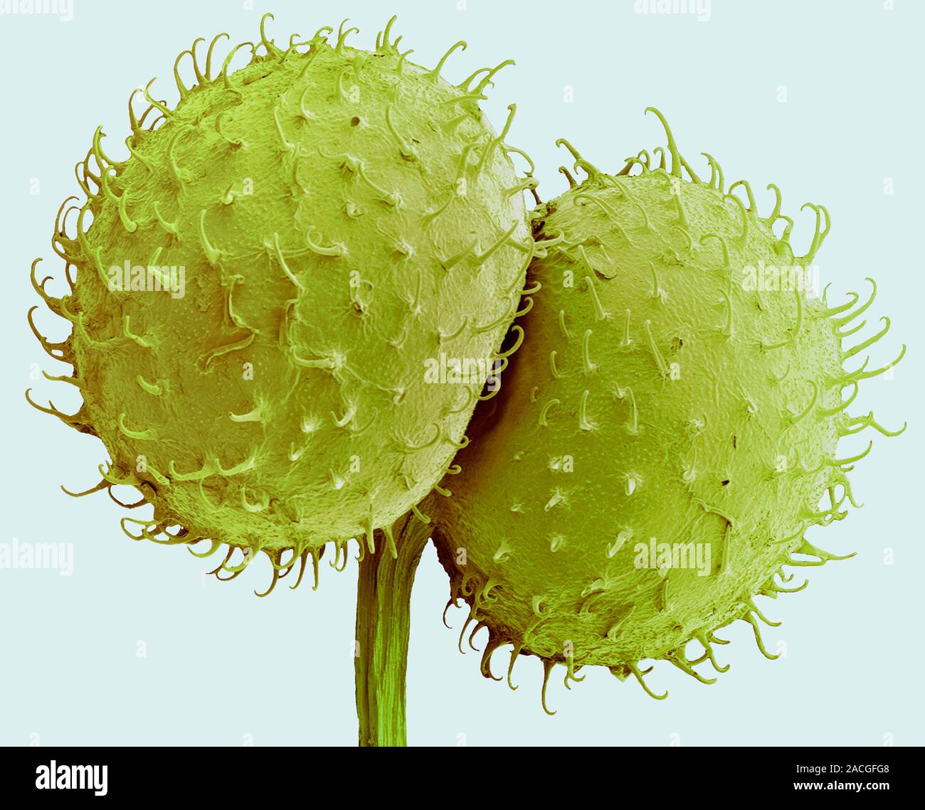 Goosegrass fruits. Coloured scanning electron micrograph (SEM) of the
