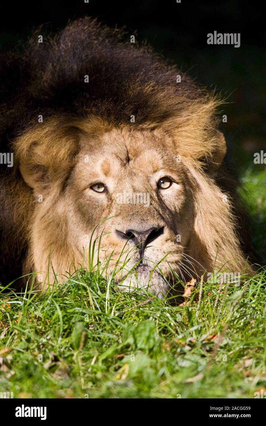 Lion watching its prey in the Xakanaxa region of the Okavango Delta in  Botswana, Africa Stock Photo - Alamy