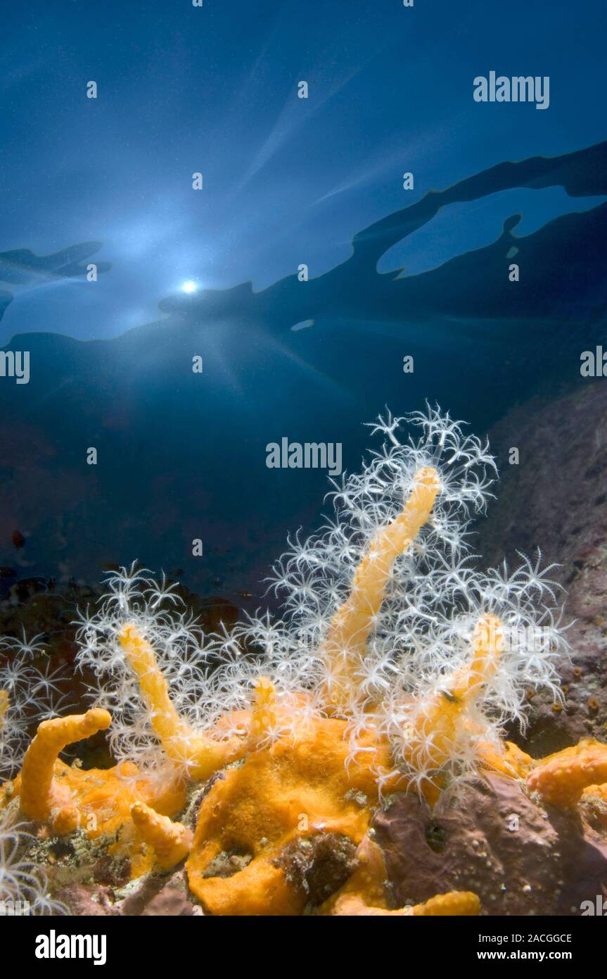Soft coral growing on a reef. Unlike other corals, soft corals do not