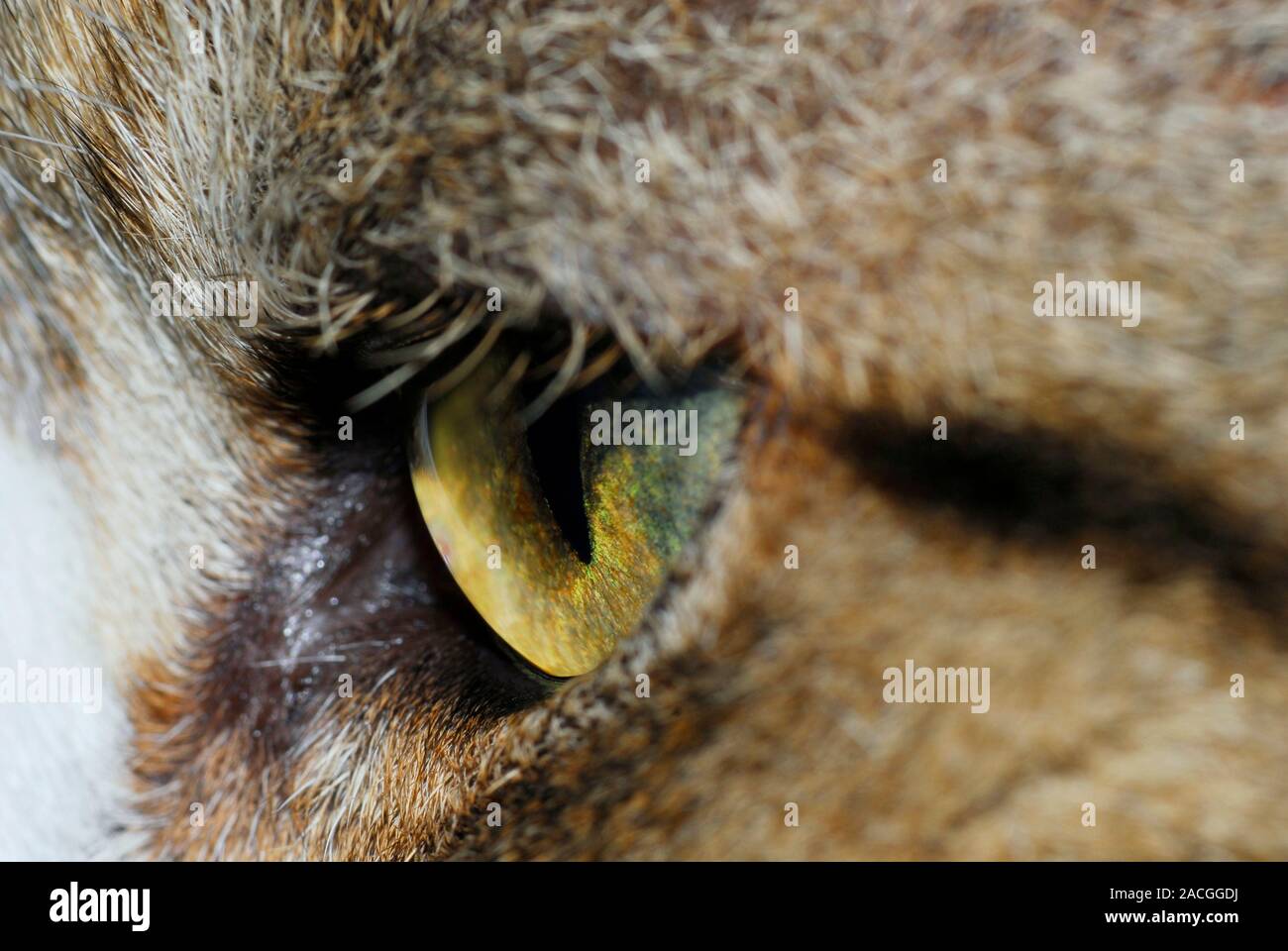 Cat's eye. The eyes of cats are adapted for night vision by the