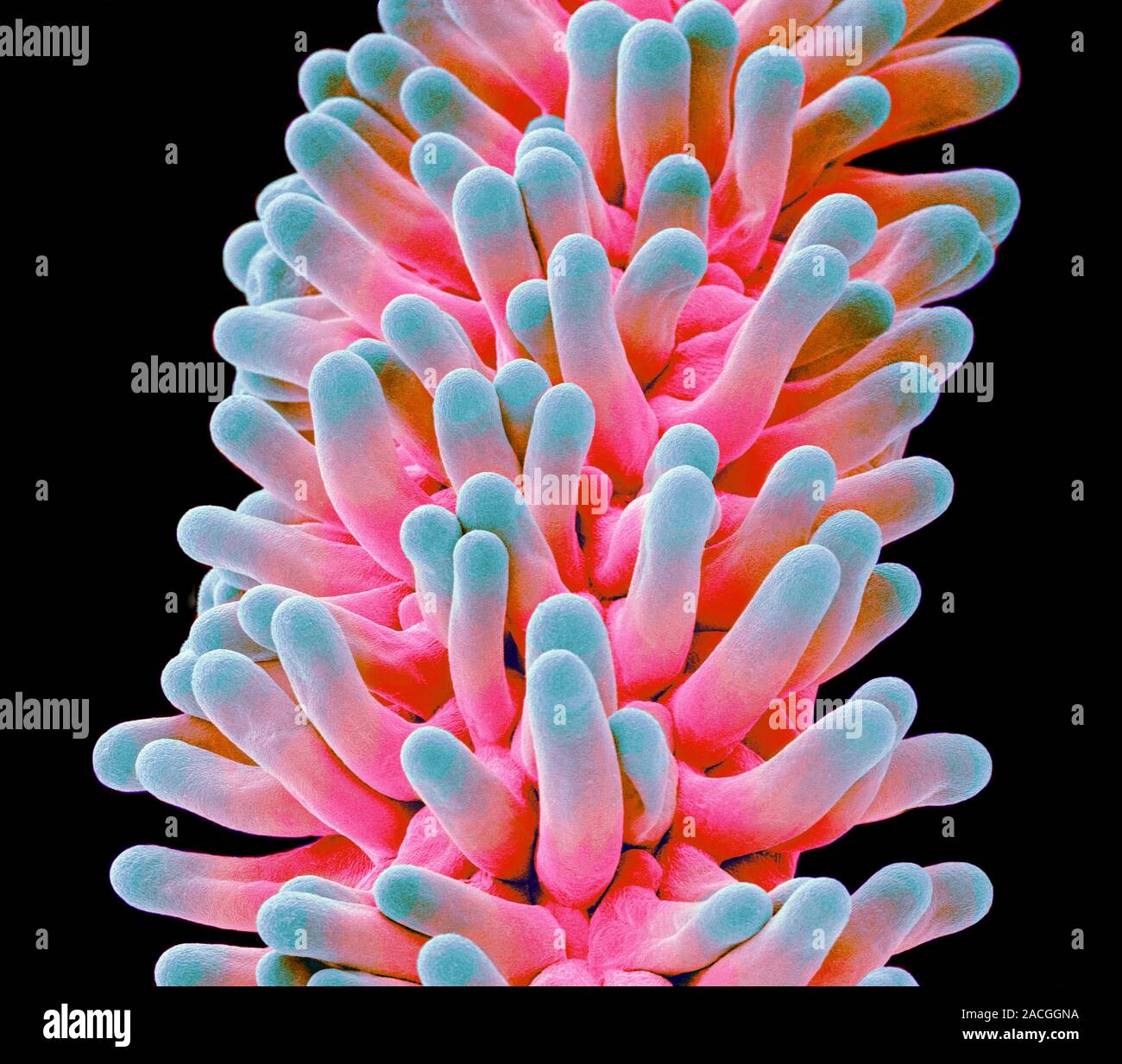 Chickweed flower pistil. Coloured scanning electron micrograph (SEM) of ...