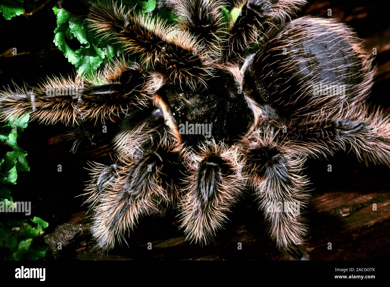 Curly-hair tarantula (Brachypelma albopilosum). Also known as the Honduran curlyhair, this is a terrestrial burrowing spider. Its name cames from the Stock Photo