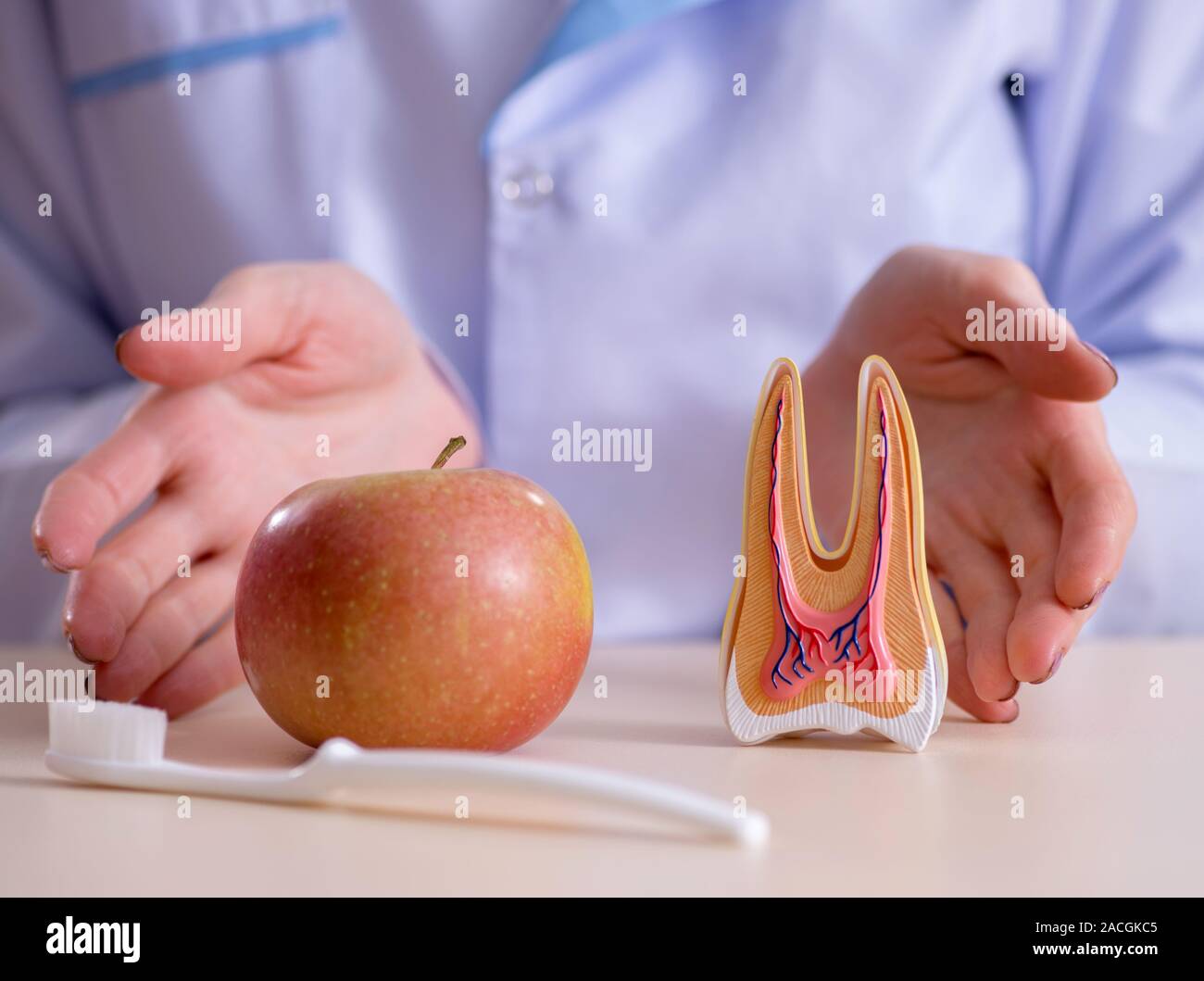 Tooth Working The dentist practicing work on tooth model Stock Photo - Alamy