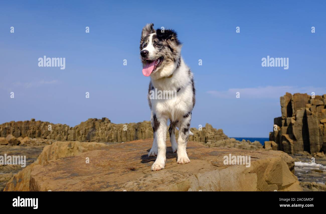 Border Collie Australian Shepherd crossbreed puppy exploring rocks, intelligent and faithful family, travelling and outdoor adventure companion dog. Stock Photo
