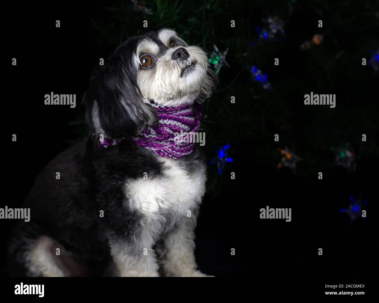Cute small black and white puppy wearing a handmade knitted scarf in front of Christmas tree. Sustainable pet gifts. Stock Photo