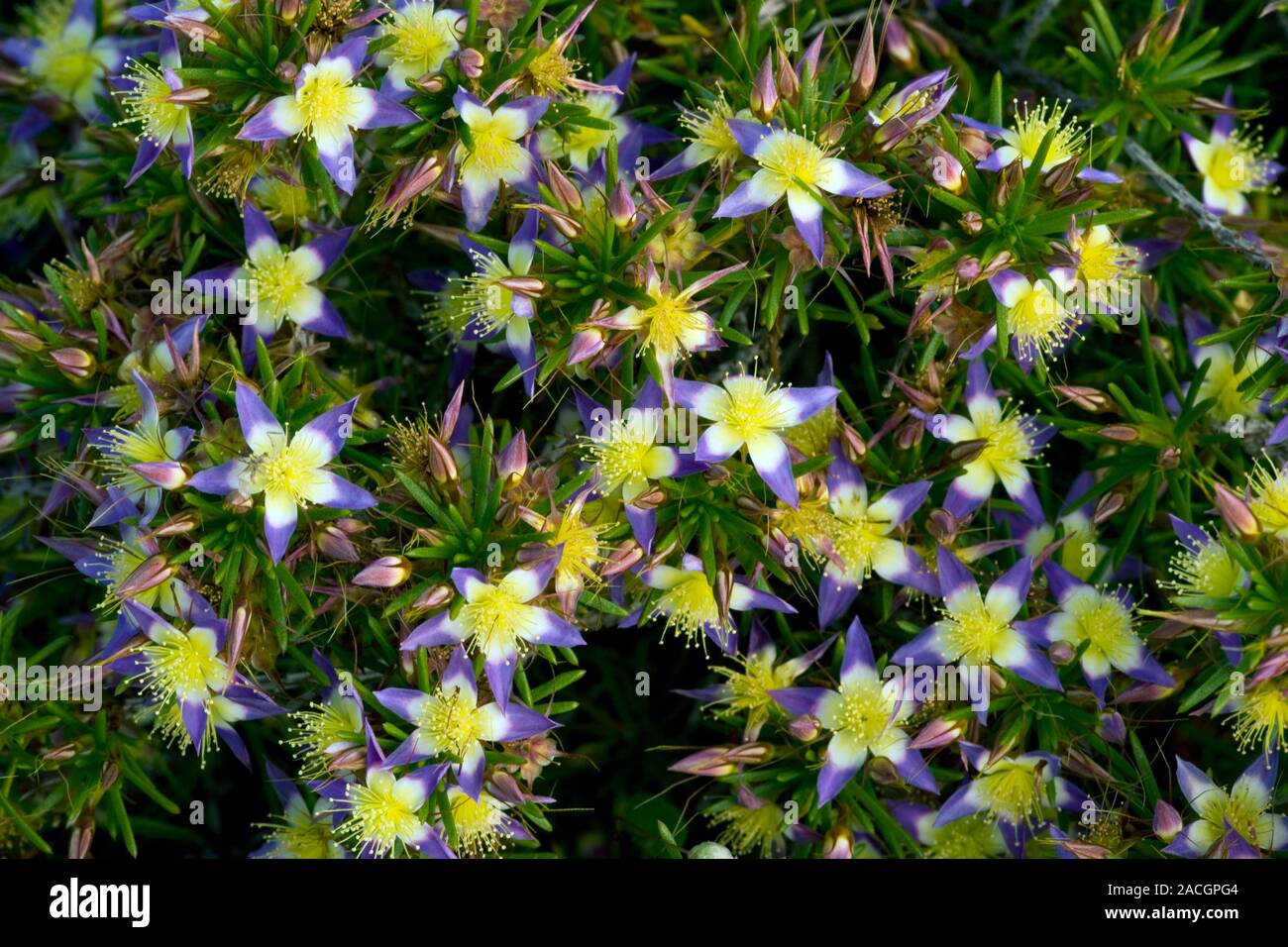 Purple Starflower (Calytrix depressa) flowering in Spring near Geraldton, western Australia. Stock Photo
