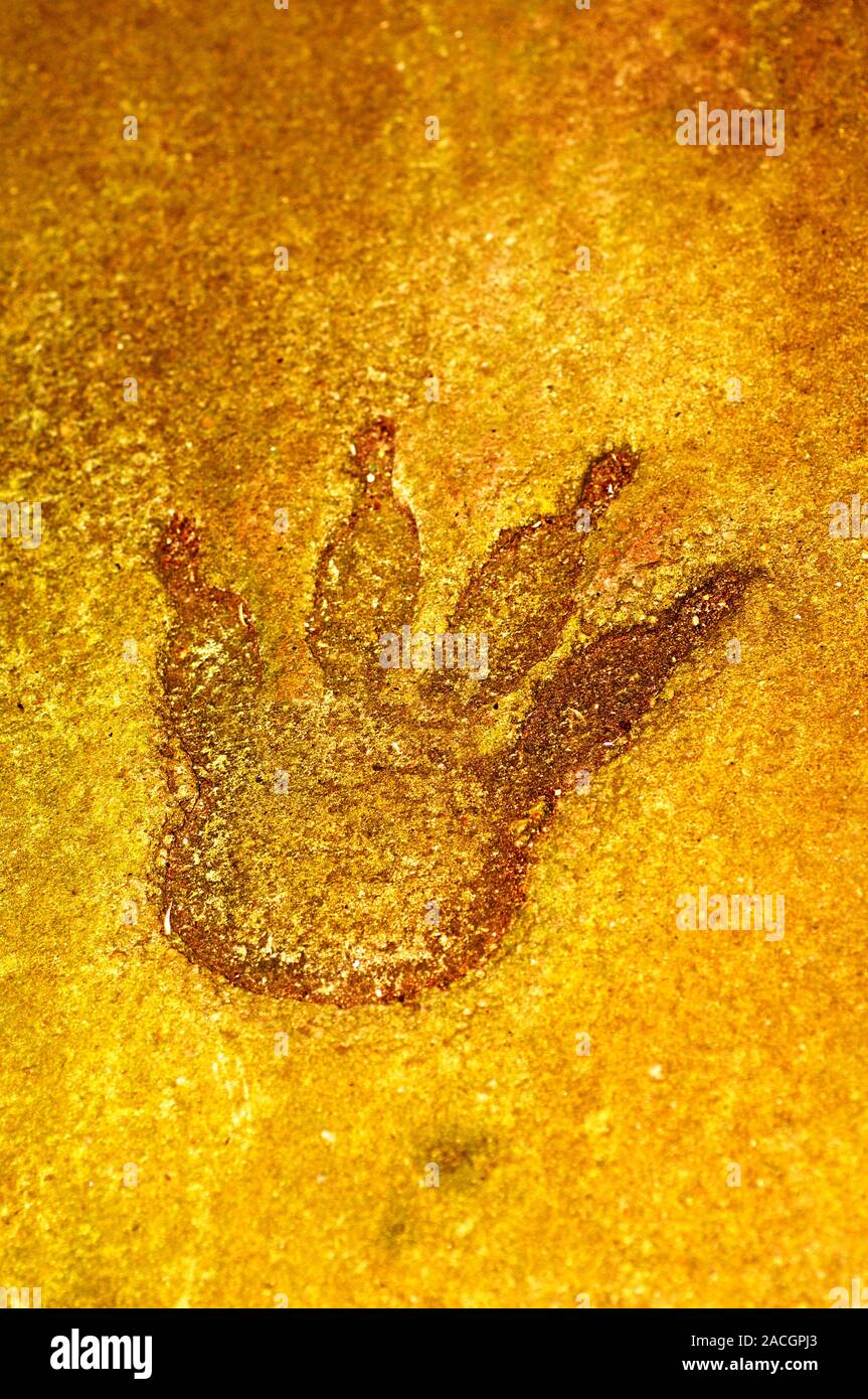 Fossilised dinosaur footprint Stock Photo Alamy