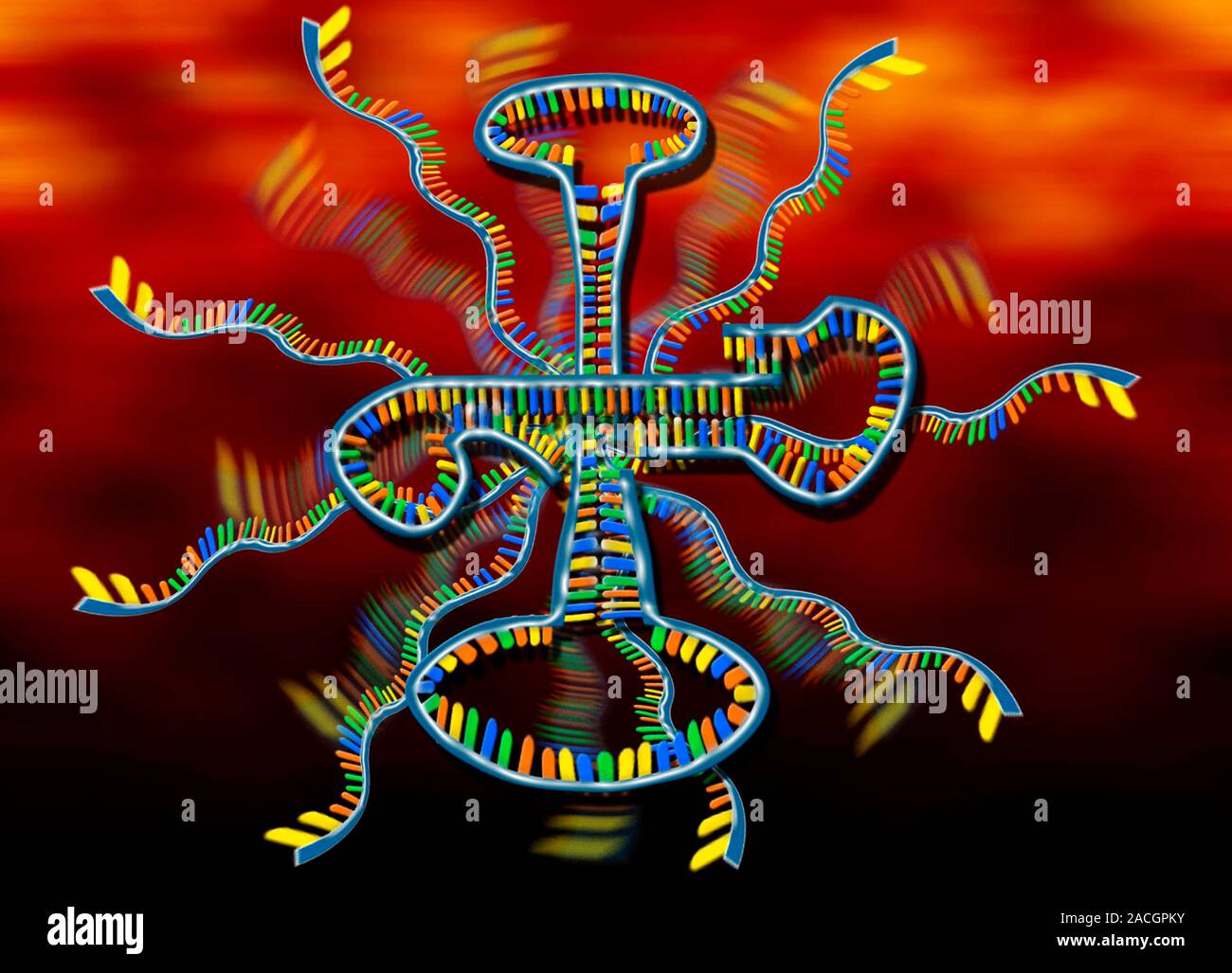 Transfer ribonucleic acid (tRNA), artwork. The main image shows the fourpronged shape of the