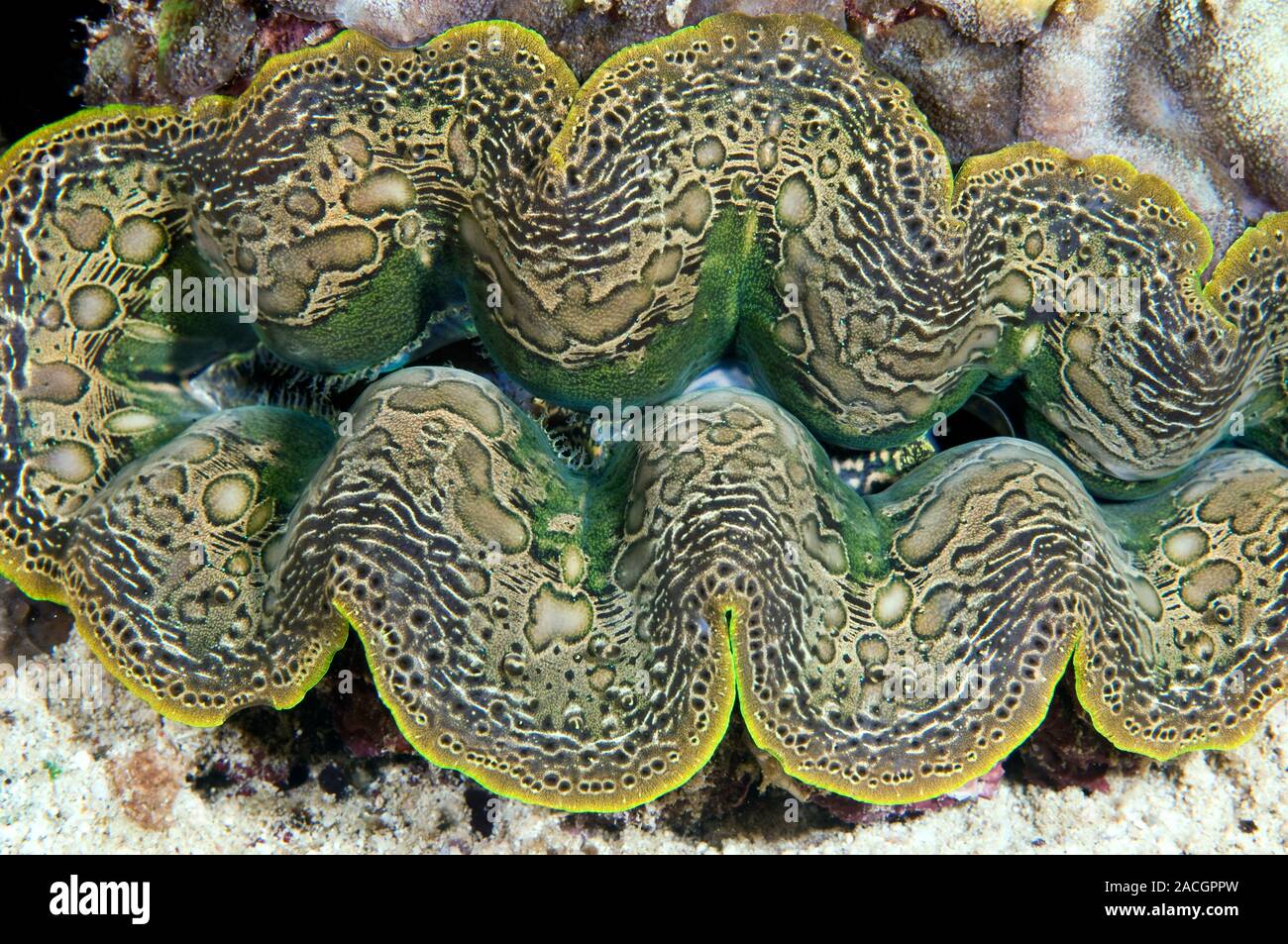 Giant clam. Closeup of the mantle of a Tridacna sp. clam. Photographed