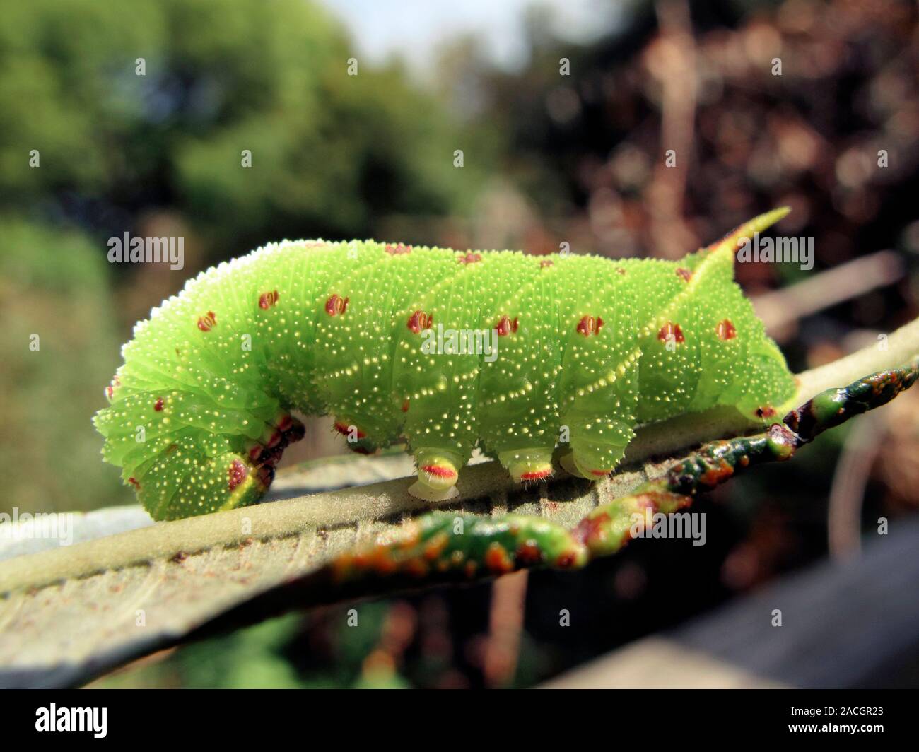 Poplar Hawk moth Caterpillar Laothoe Populi Caterpillars Are The Poplar Hawk moth Caterpillar Laothoe Populi Caterpillars Are The