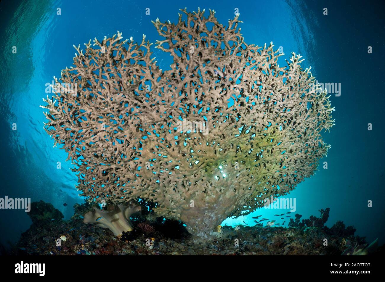 Acropora plate coral. Underside of a large Acropora sp. coral colony ...