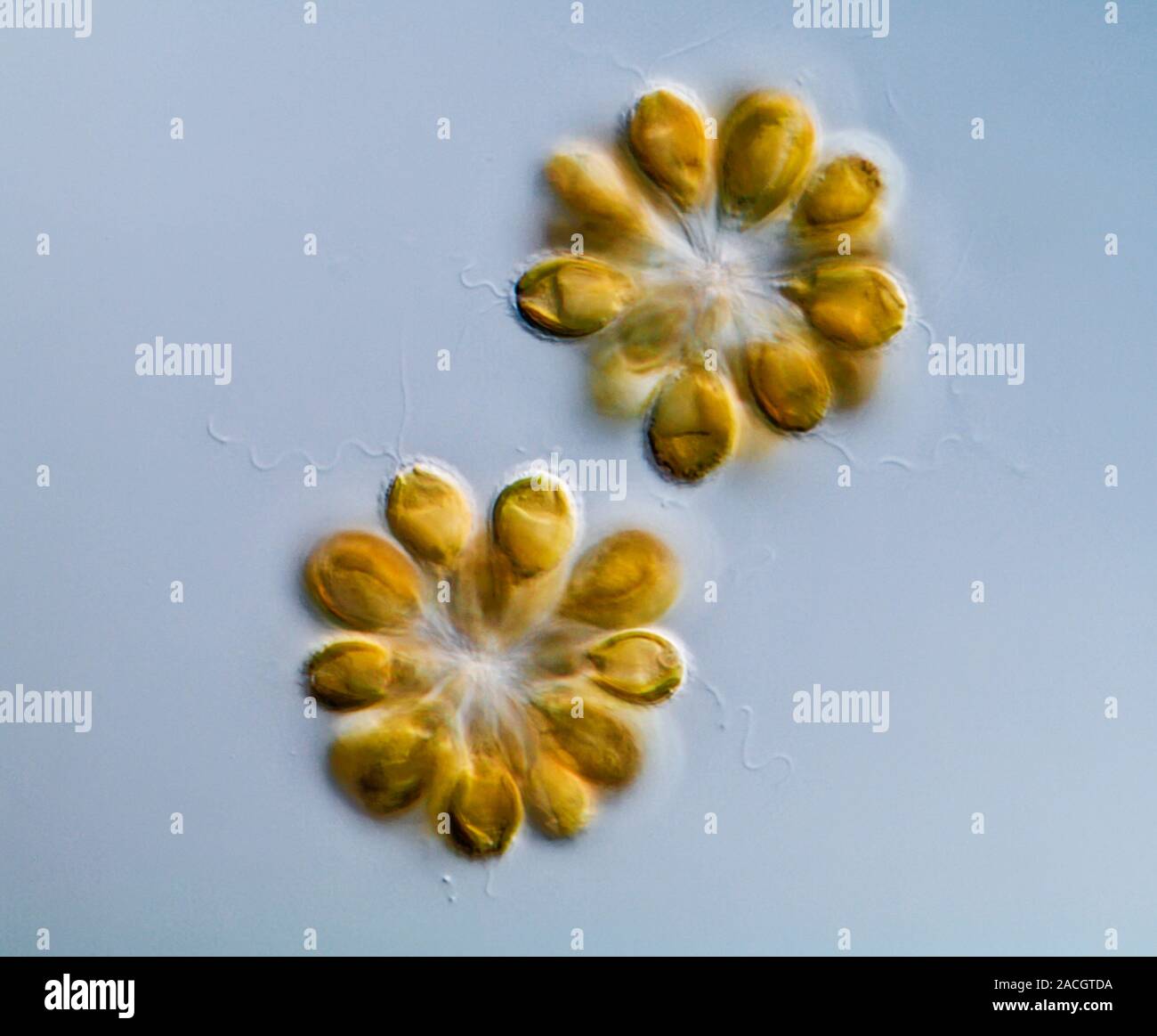 Goldenbrown algae. Differential interference contrast micrograph of
