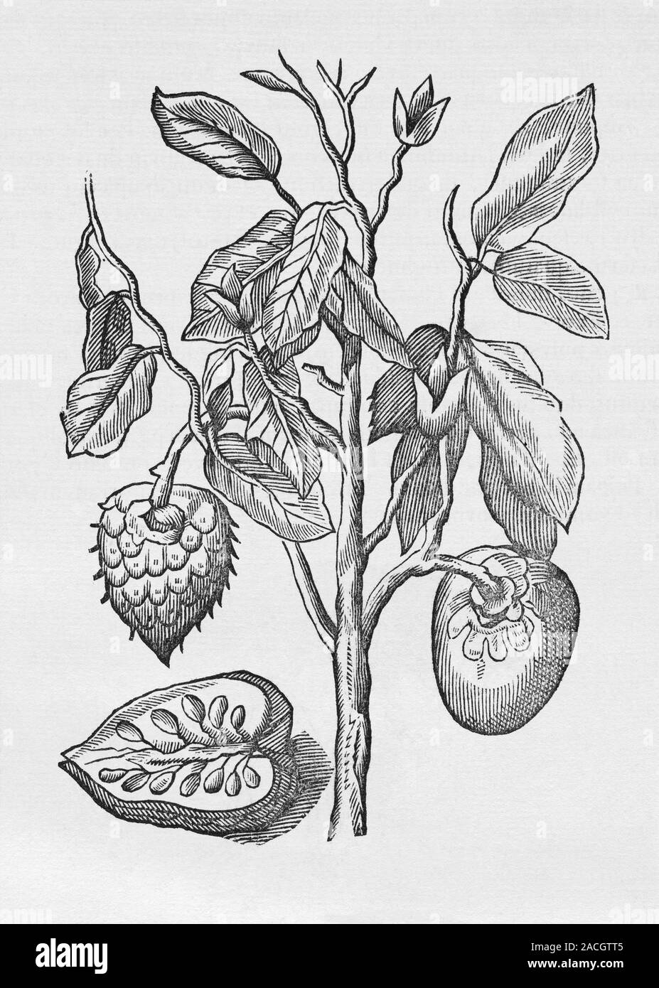 Historical woodcut illustration of the 'Araticum ape', or Mountain