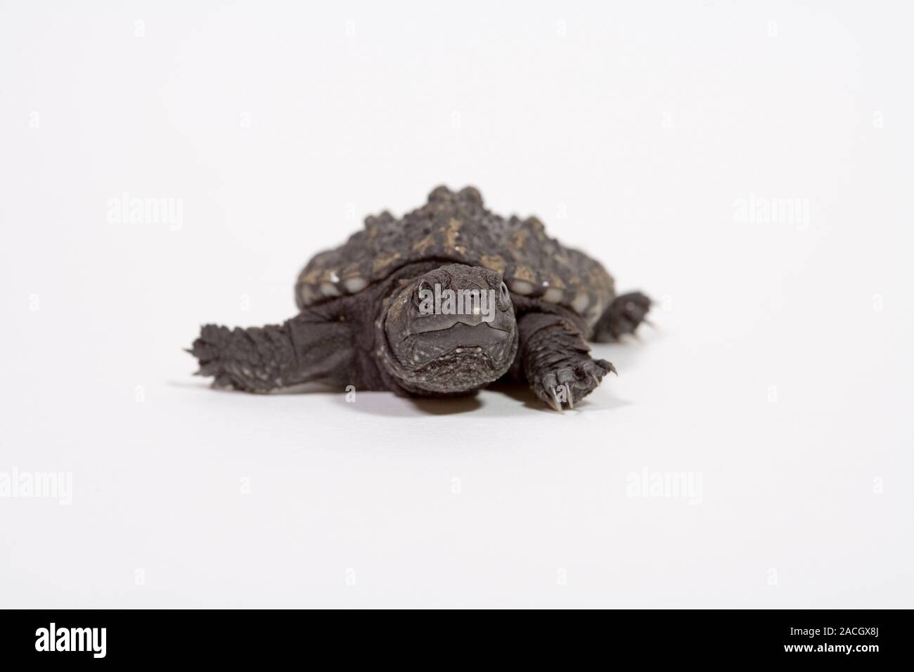 Baby Common Snapping Turtle Chelydra Serpentina Stock Photo Alamy Baby common snapping turtle chelydra serpentina stock photo alamy