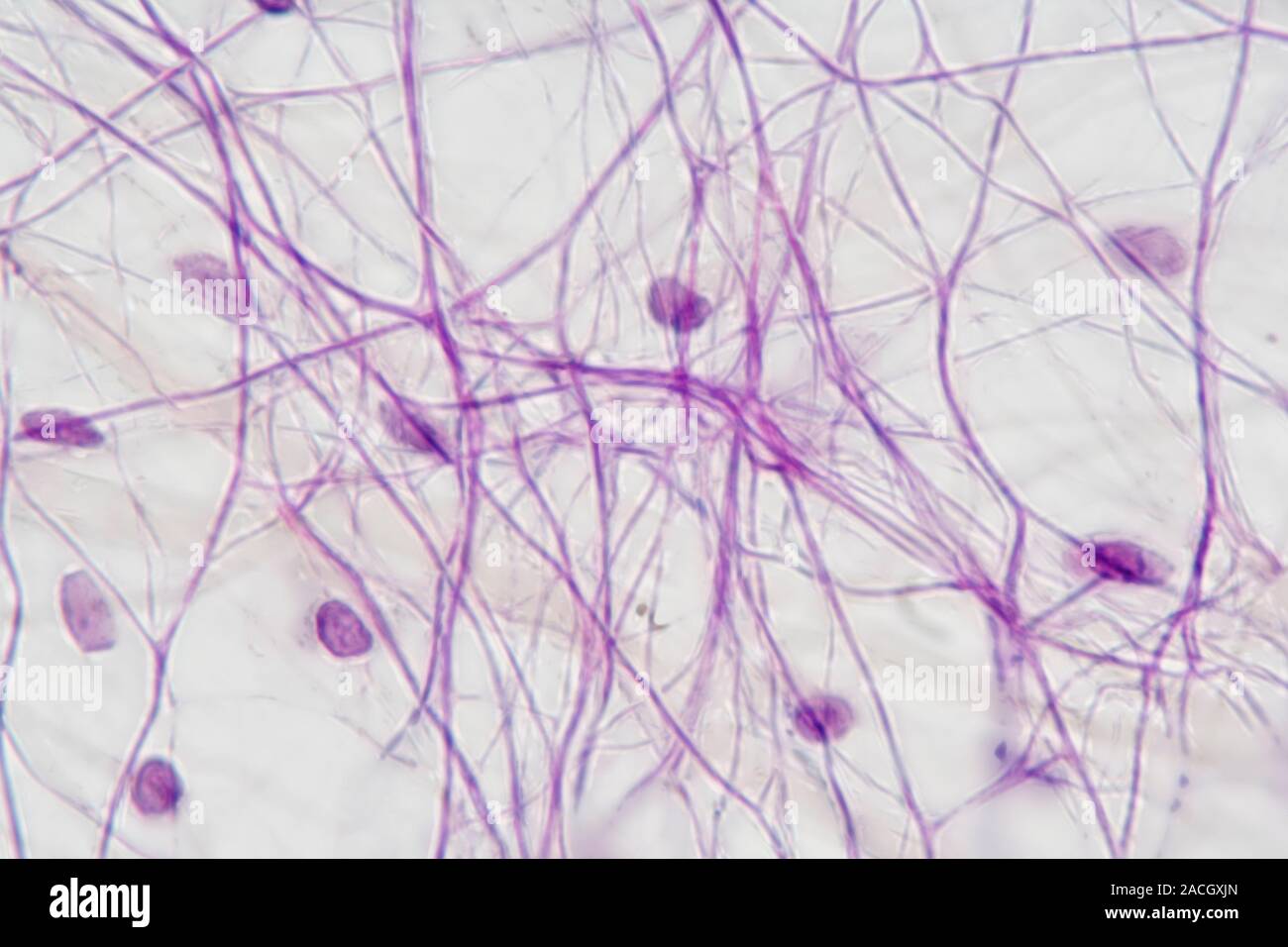 Areolar connective tissue LM X250 Stock Photo - Alamy