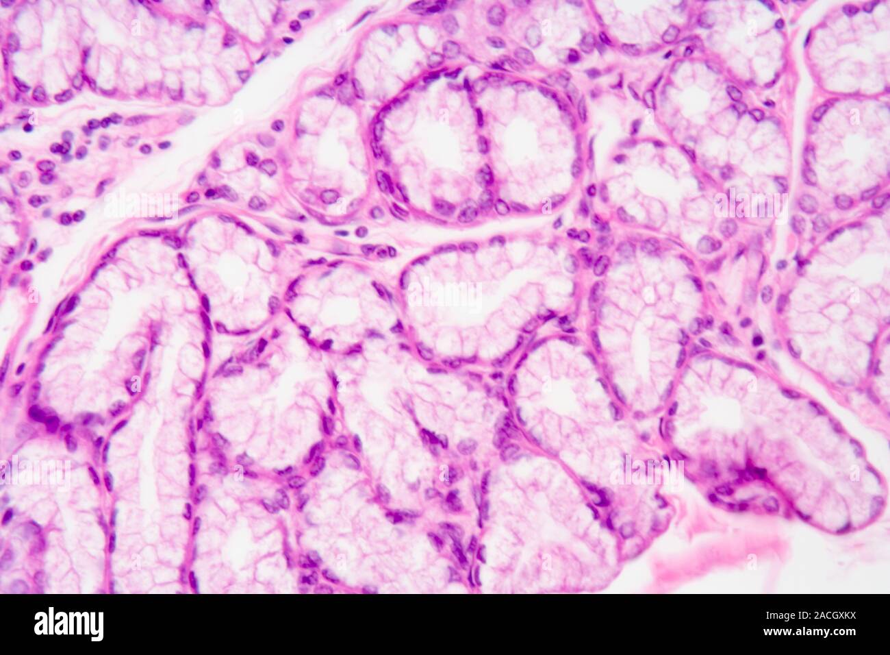 Cross section of human Brunner glands of the duodenum region of the