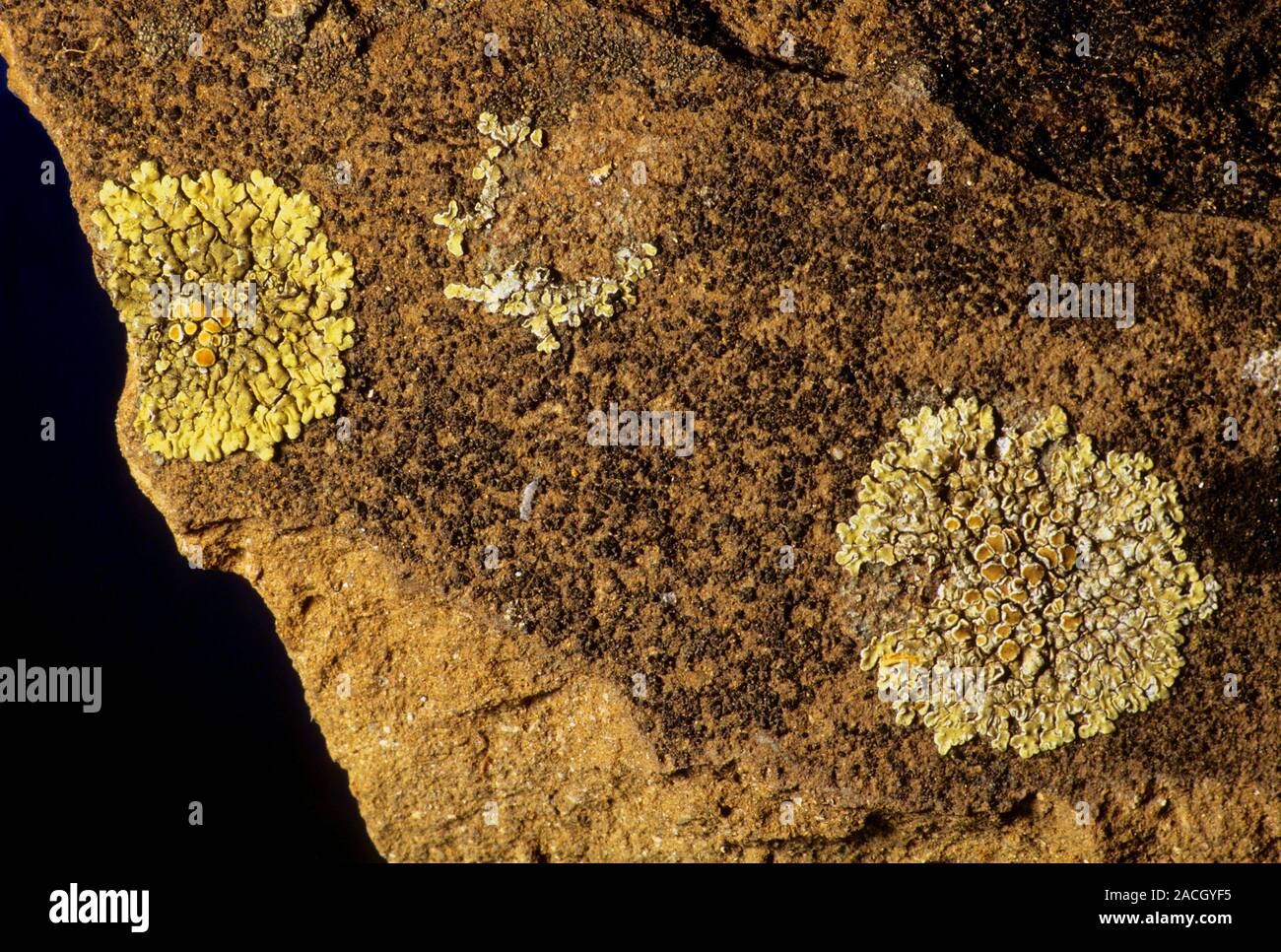 Lecanora muralis lichen growing on a rock. Lichens are symbiotic ...