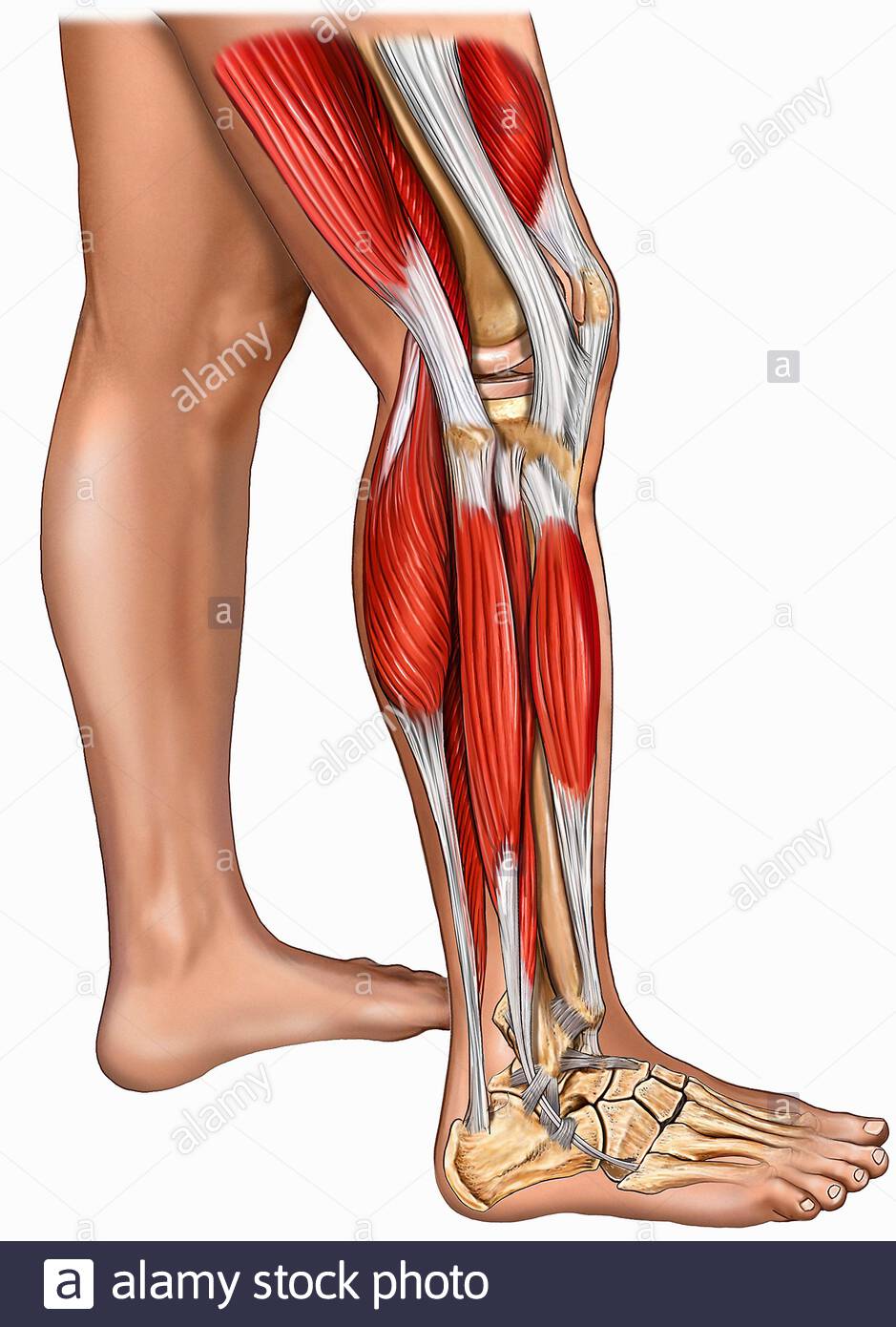 Почему забиваются ноги. Сухожилие на ноге. Мышцы и сухожилия голени. Сухожилие на ноге голень.