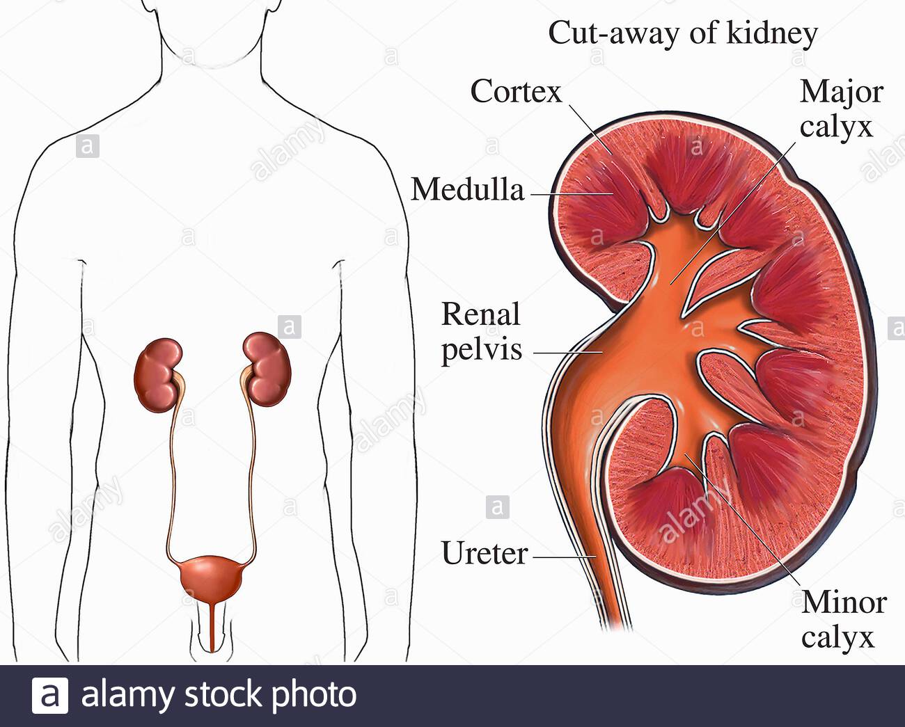 Major renal Calyces. Cortex Kidney. Anatomical positions of Kidney. Cut away