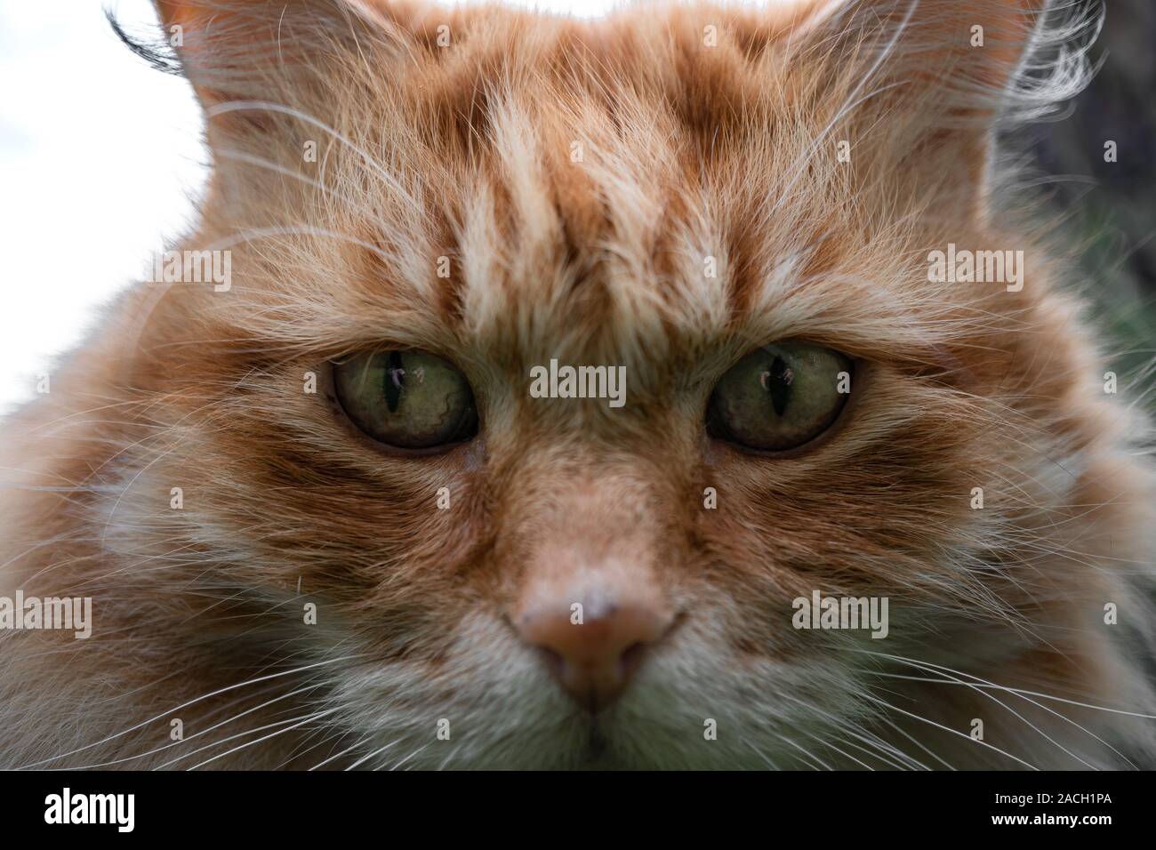 Big Fluffy Ginger House Cat Stock Photo Alamy