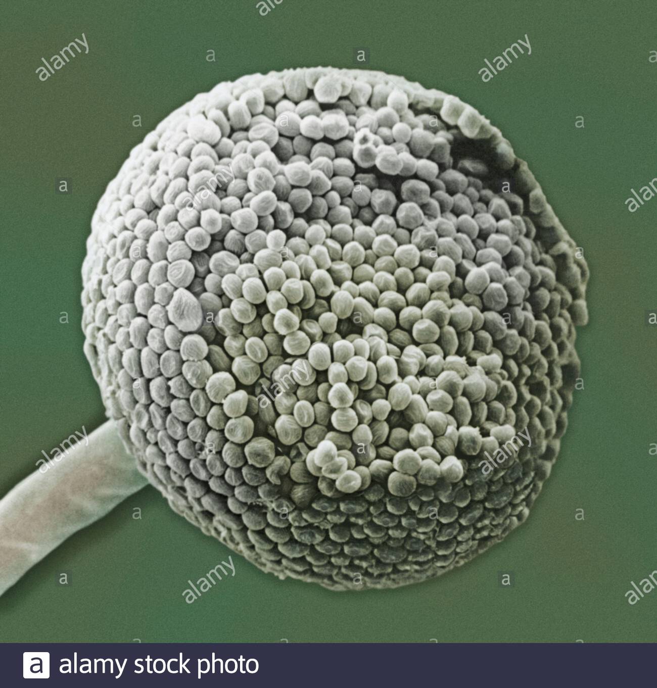 Вирус споры грибов. Споры плесневых грибов. Плесень ризопус (Rhizopus oligosporus). Спора грибница под микроскопом. Споры плесени мукор под микроскопом.